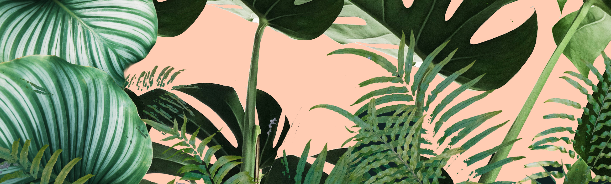 image with many plants